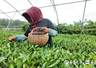 茶人匠心｜瞰海茶业张宇：小而美茶园守初心 专而精茶香溢山海