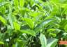 【深耕百千万 和美新乡村】揭西:“雾云大洋”红茶斩获茶界桂冠 品牌驱动茶业提质升级