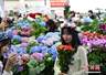 8月5日昆明斗南花市迎暑期客流 游客扎堆选购鲜切花