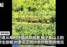 湖北宜昌猴群组团下山“打劫”玉米地，当地：正统计受损情况，若买保险可获赔