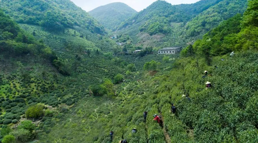 诸暨名茶地理——龙门顶