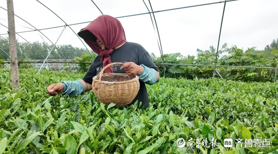 茶人匠心|瞰海茶业张宇:小而美茶园守初心 专而精茶香溢山海