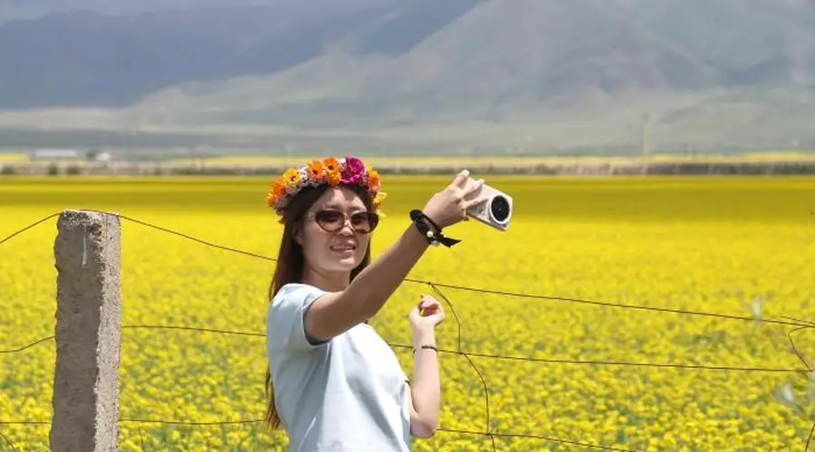青海门源油菜花盛开美如画