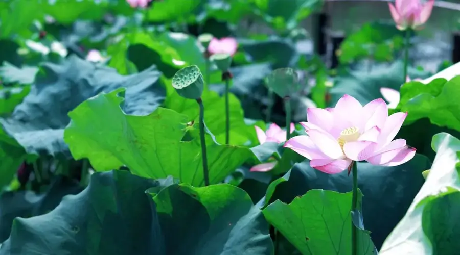 何必远行?这里藏着一片“荷”你相遇的夏日秘境!