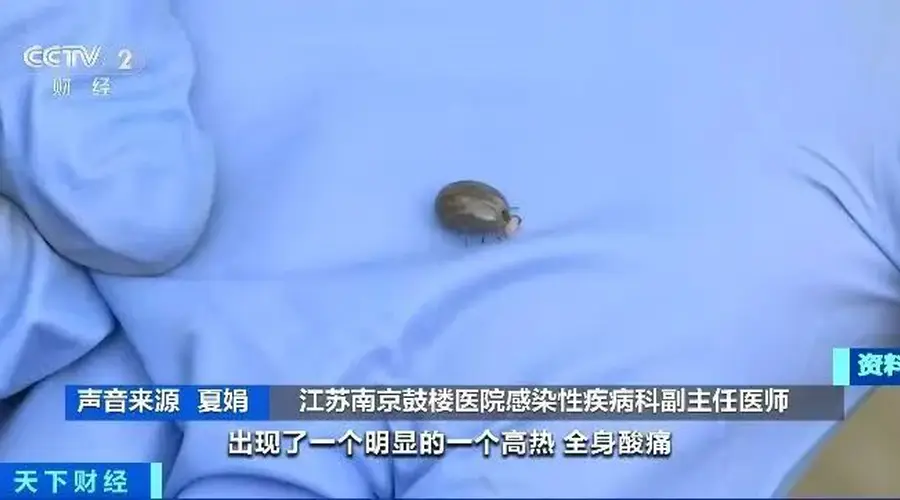 户外露营 小心被这种虫子“贴贴”！