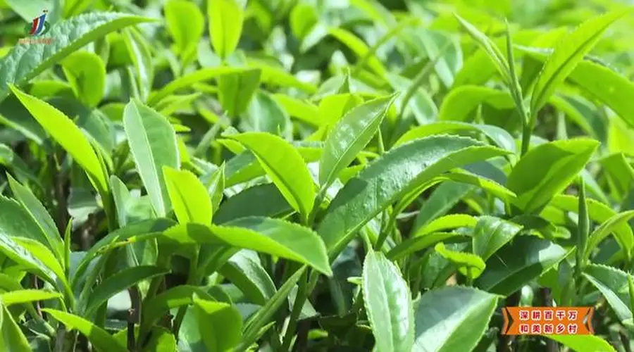 【深耕百千万 和美新乡村】揭西:“雾云大洋”红茶斩获茶界桂冠 品牌驱动茶业提质升级