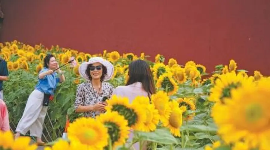 景山公园西区向日葵盛放 2万株打造中轴夏日花海
