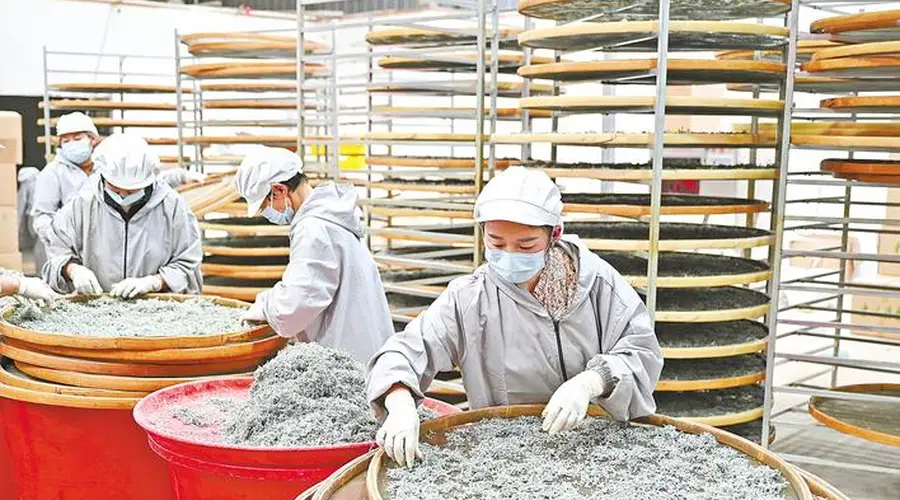 来凤藤茶出口营销体系共建仪式启动 多类藤茶产品及成果同步亮相