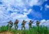 盛夏日，共赴火热练兵场