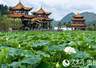 贵州安龙荷乡文旅活动启幕 多场民族歌舞持续至10月