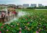镇赉南湖湿地公园雨后荷花盛放 游客纷至踏来赏景留影