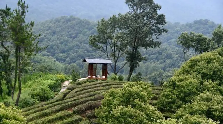 桐柏山・归元愈境:禅茶疗愈之旅启幕