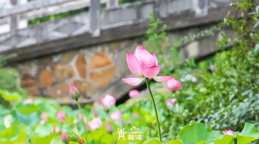 青山夏日赏荷好去处 7座公园逛不停