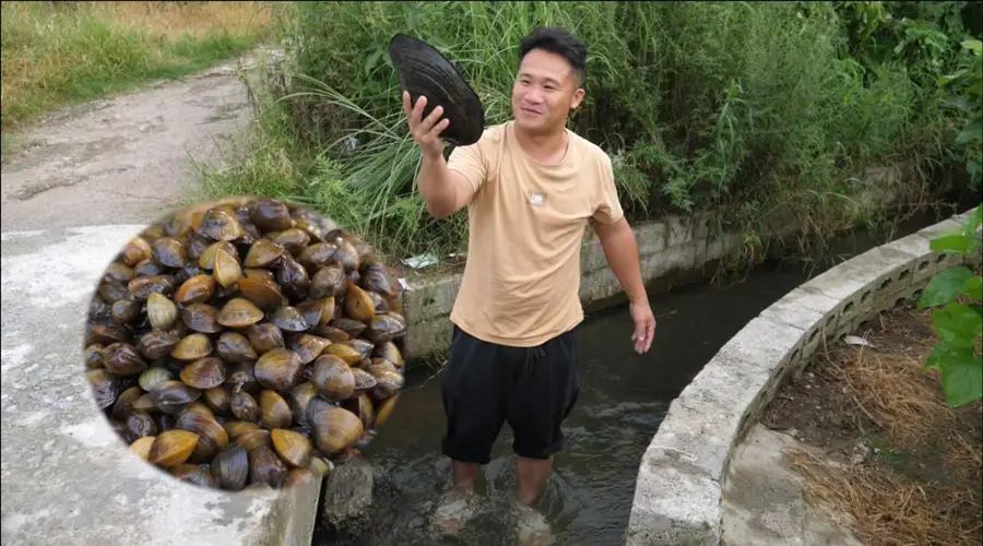 中国人对河鲜海鲜都来者不拒,为啥没啥人吃河蚌呢?是因为难吃还是不会做呢?