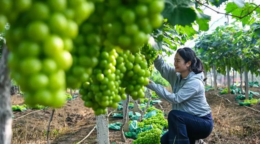 广西南宁:“阳光玫瑰”葡萄迎丰收 “阳光产业”促民增收致富