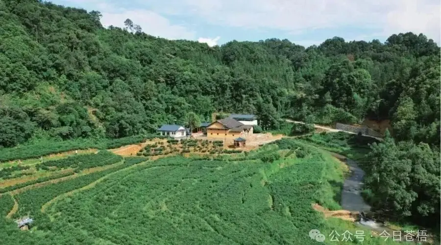 【读懂六堡茶】穿越千年的“活态基因库”:寻找六堡茶“红浓陈醇”的源头密码