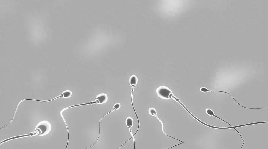 千年“养精蓄锐”遭推翻，牛津 5.4 万人研究：精子越攒，质量越差