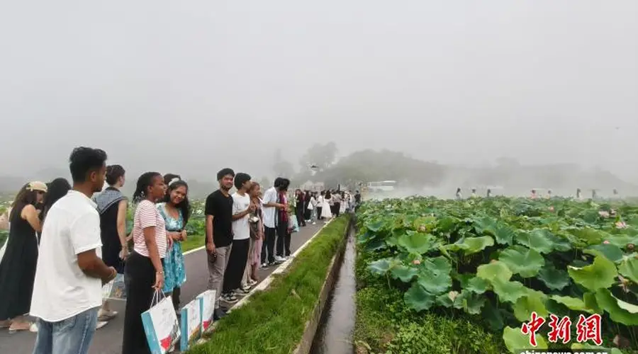 江西广昌“接天莲叶”图景吸引海内外游客