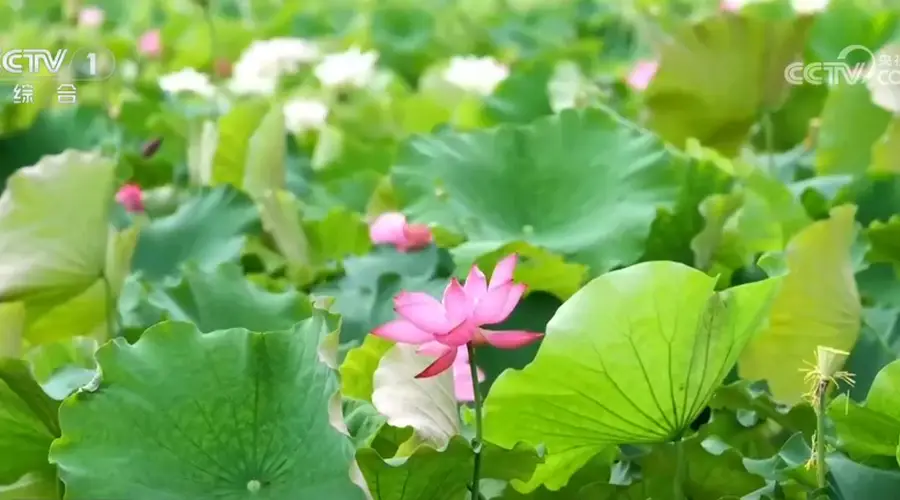 各地花样文旅活动激活夏日消费热情,众多特色活动你喜欢哪一项