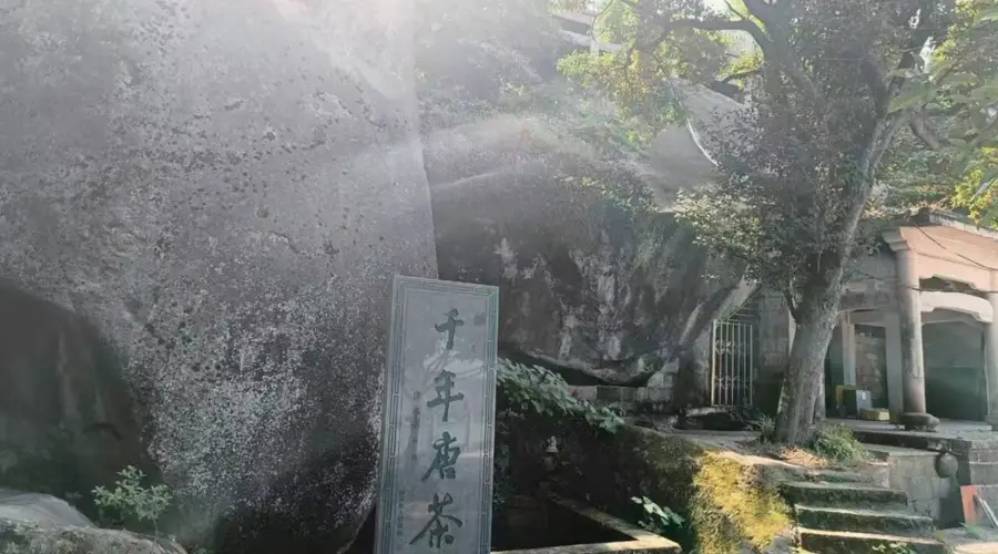 雪中绽放的茶花情缘