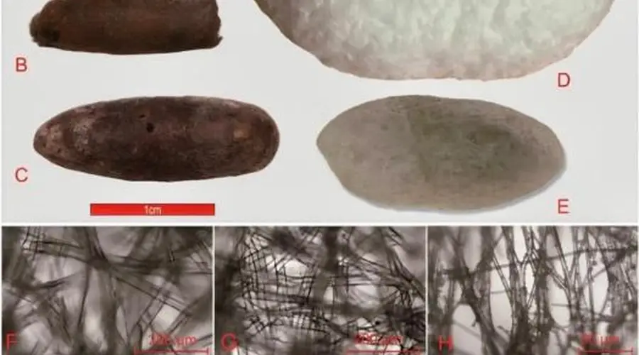 中亚惊现4000年前家蚕蚕茧!中乌联合考古实证桑蚕纺织技艺早2000年西传