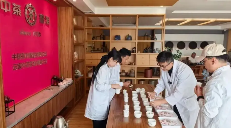 中茶云南广东仓二次专项审评启动 解码普洱茶仓储陈化规律