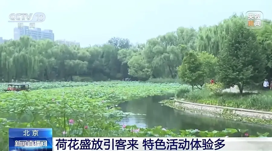 盛夏荷花盛放 北京各大公园开启夏日赏荷季