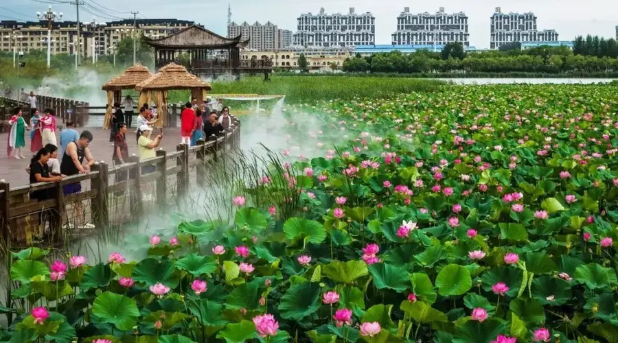镇赉南湖湿地公园雨后荷花盛放 游客纷至踏来赏景留影