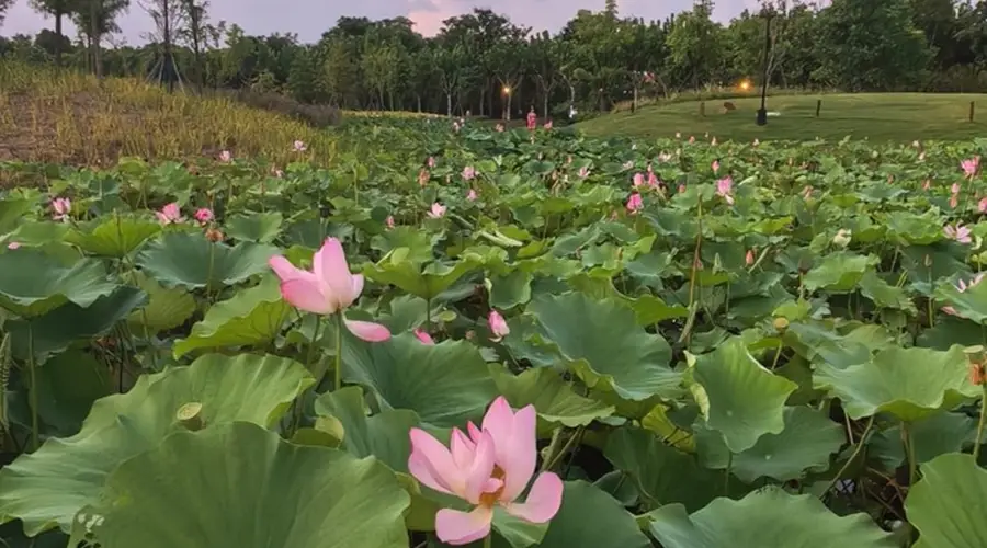 暑期慢充旅行带火县域旅游与赏荷夜游 云冈石窟西湖等目的地成热门