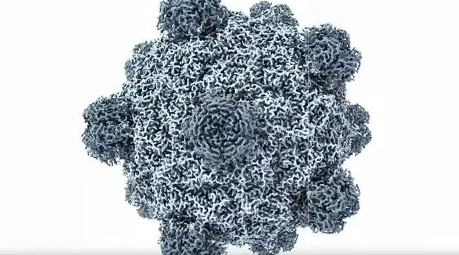 首次!美国科学家利用AI,从零生成功能性病毒