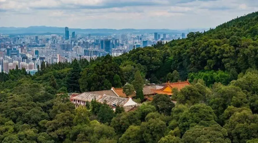 去过筇竹寺只看五百罗汉？错过这段草木传奇，等于白走一趟玉案山