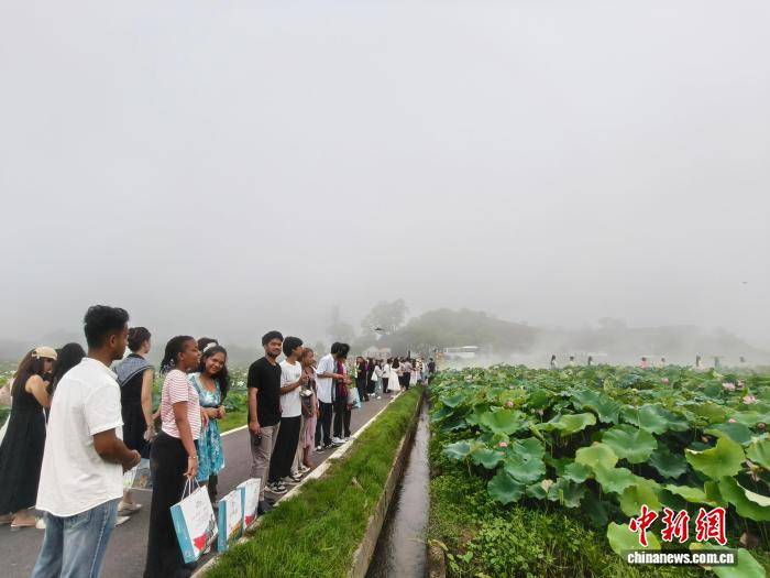 江西广昌“接天莲叶”图景吸引海内外游客