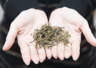 大红袍茶叶的健康益处有哪些?