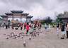 防川“村鸥”互动走红 成为边境旅游新景点