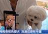 男子花1400元网购香槟色小狗洗澡后变纯白,当事人:商家特意叮嘱“七天不洗澡”,发现问题后商家已失联跑路