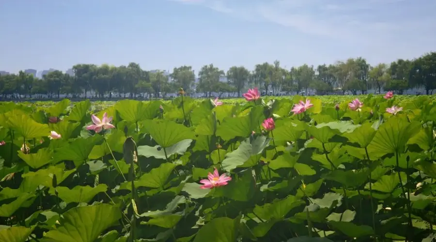 西湖的荷花