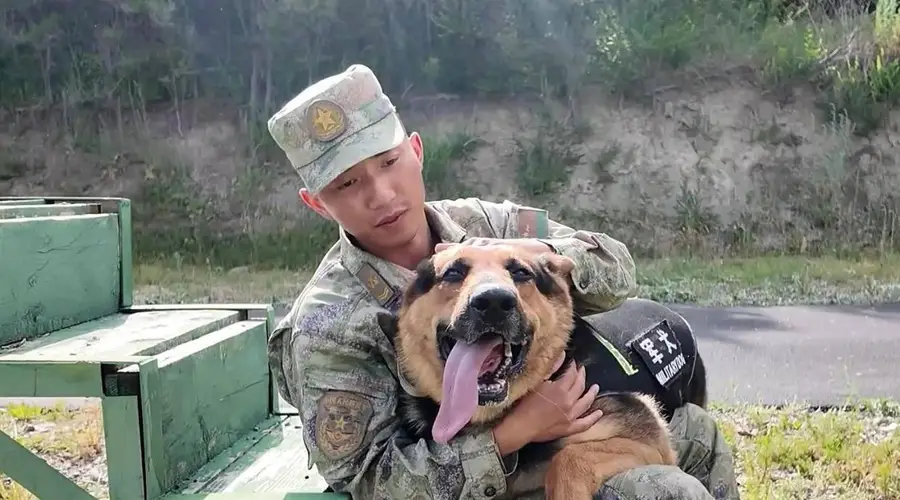 军犬跳早了，训导员心碎了