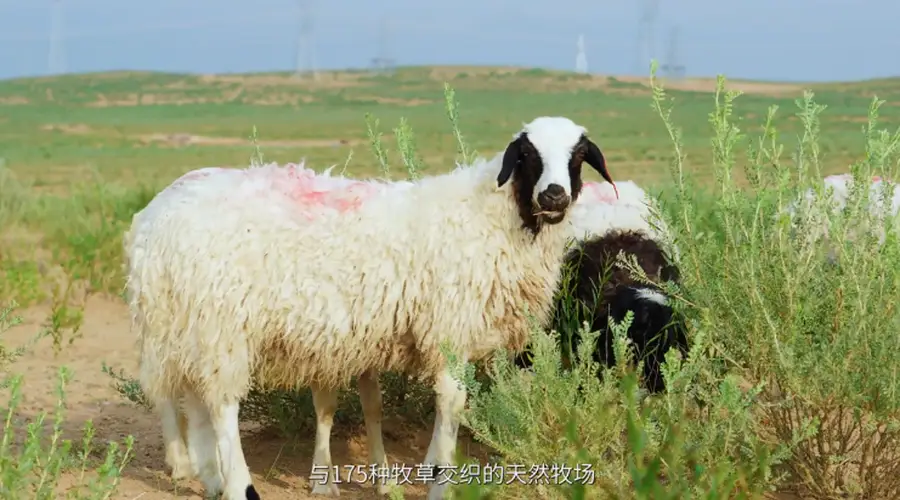 滩羊凭啥碾压全网？打破南北方羊肉口味鸿沟，还是宁夏第六宝！