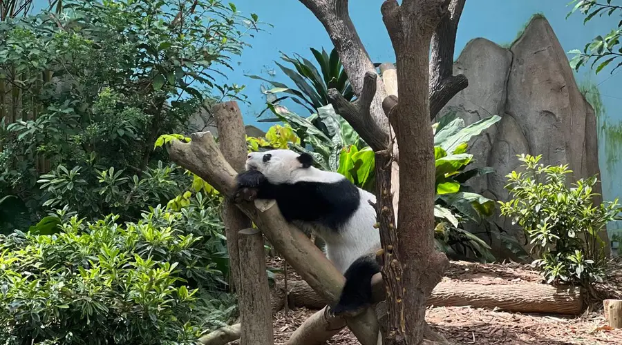 新加坡深秋微度假：短途慢享攻略出炉