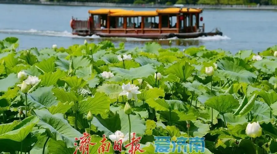 湖光悦色·荷映泉城!济南市第40届荷花艺术节7月3日灿烂启幕
