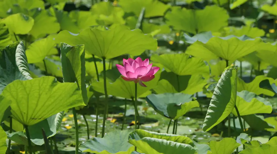 夏荷盛放！玉渊潭公园限定美景上线——