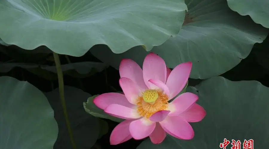 浙江绍兴:莲花盛放美如画 游人泛舟赏景