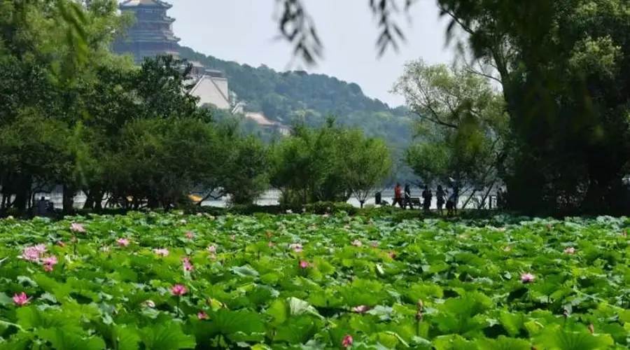 看北京｜颐和园荷花文化节启幕，近25万平方米荷花静候游人