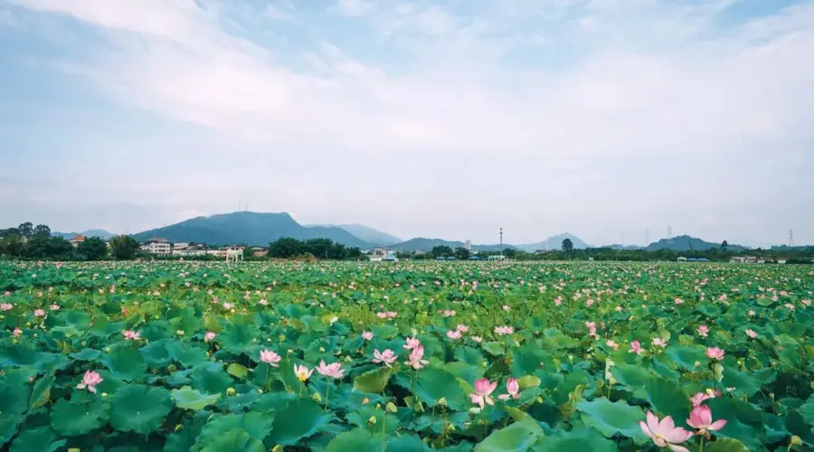 这个夏天，“荷”你相约！