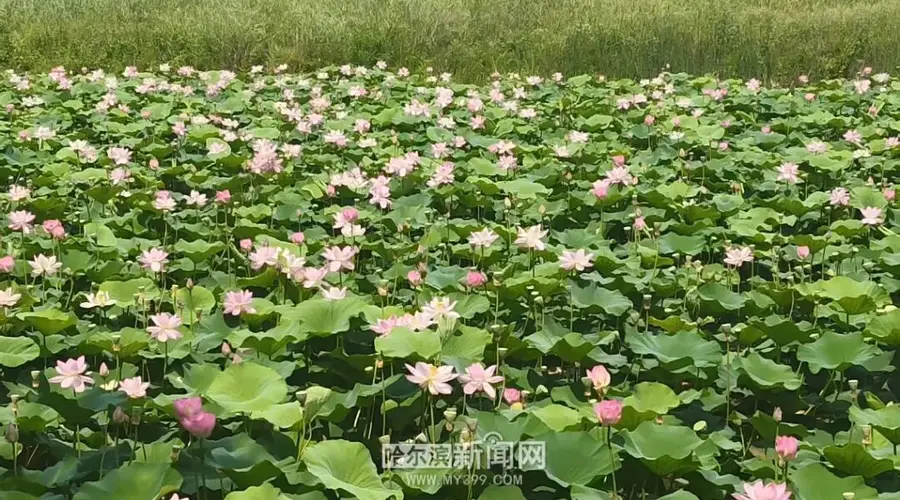 哈尔滨赏荷正当时 上午最佳时段推荐点位