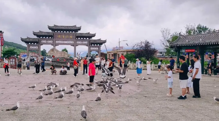 防川“村鸥”互动走红 成为边境旅游新景点