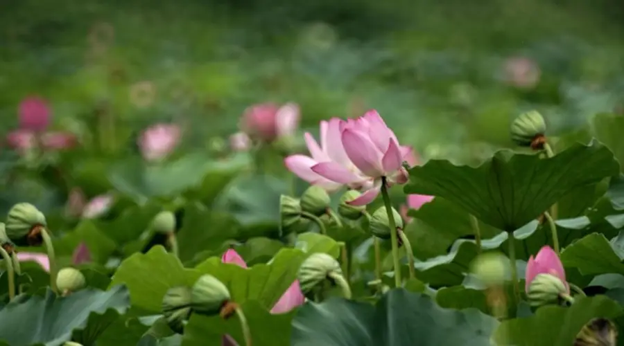 7月26日圆明园荷花盛放 近千亩荷塘引游人赏景