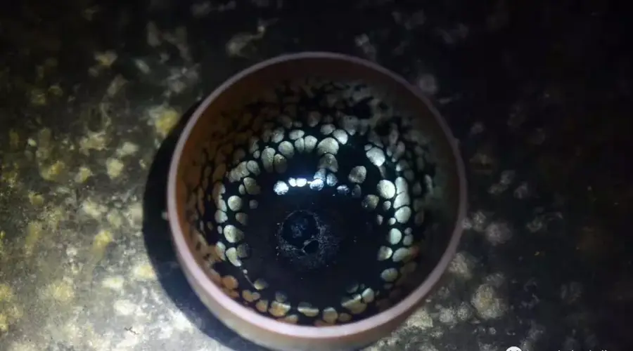 喝茶益处多 健康社交生活皆能提升