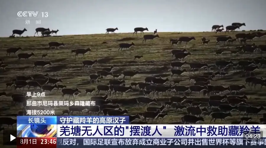 海拔5200米河段,管护员接力守护藏羚羊渡森隆藏布河