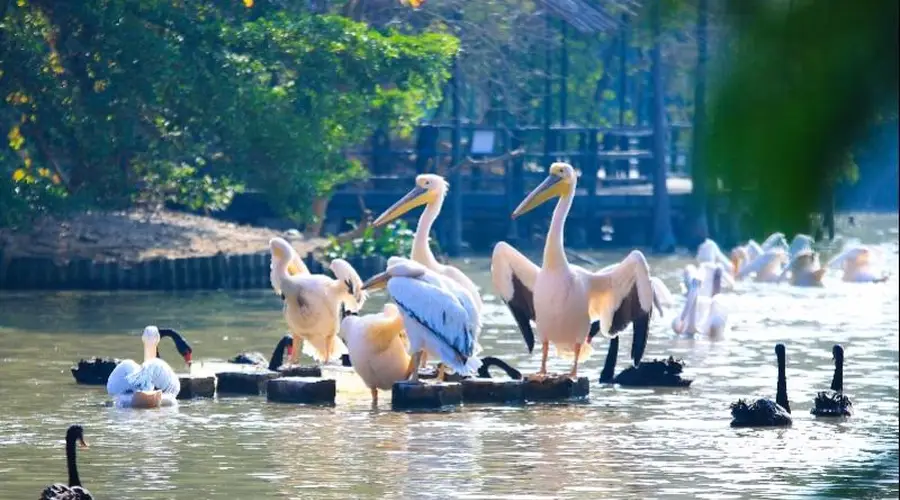 暑期南沙文旅新线上线 水乡非遗线路解锁岭南度假新体验
